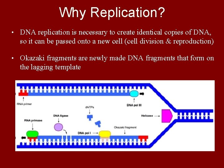 Why Replication? • DNA replication is necessary to create identical copies of DNA, so