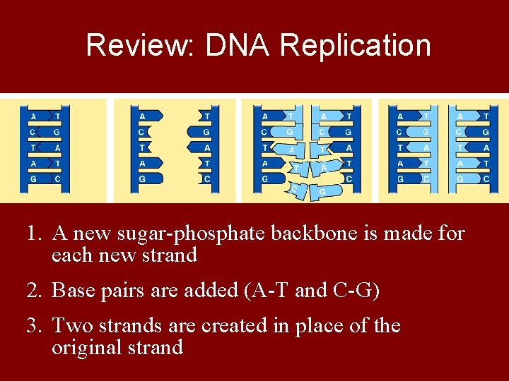 Review: DNA Replication 1. A new sugar-phosphate backbone is made for each new strand