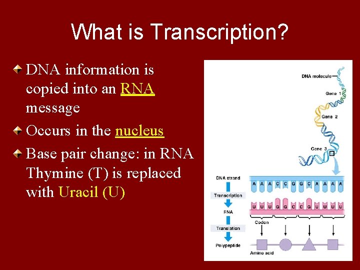 What is Transcription? DNA information is copied into an RNA message Occurs in the