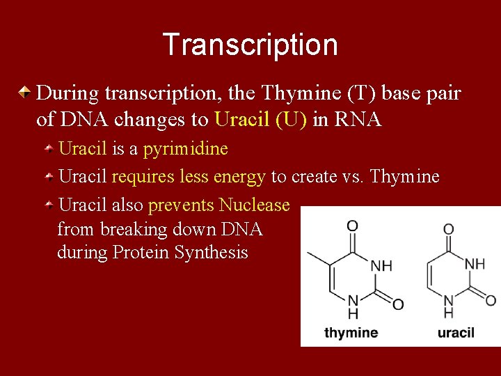 Transcription During transcription, the Thymine (T) base pair of DNA changes to Uracil (U)