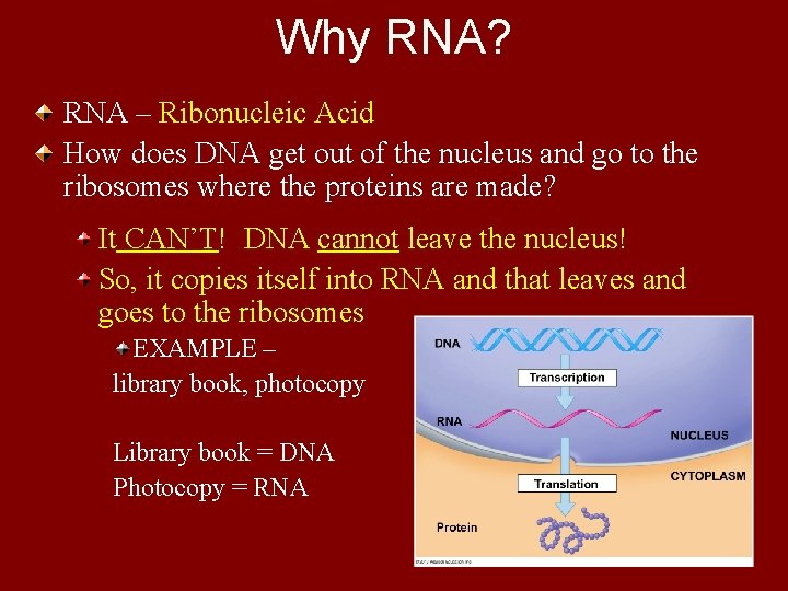 Why RNA? RNA – Ribonucleic Acid How does DNA get out of the nucleus