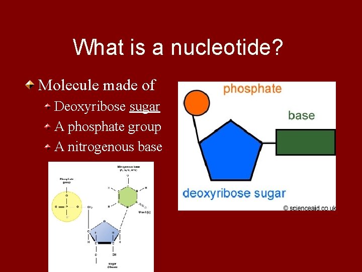 What is a nucleotide? Molecule made of Deoxyribose sugar A phosphate group A nitrogenous