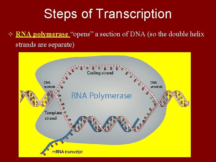 Steps of Transcription ² RNA polymerase “opens” a section of DNA (so the double