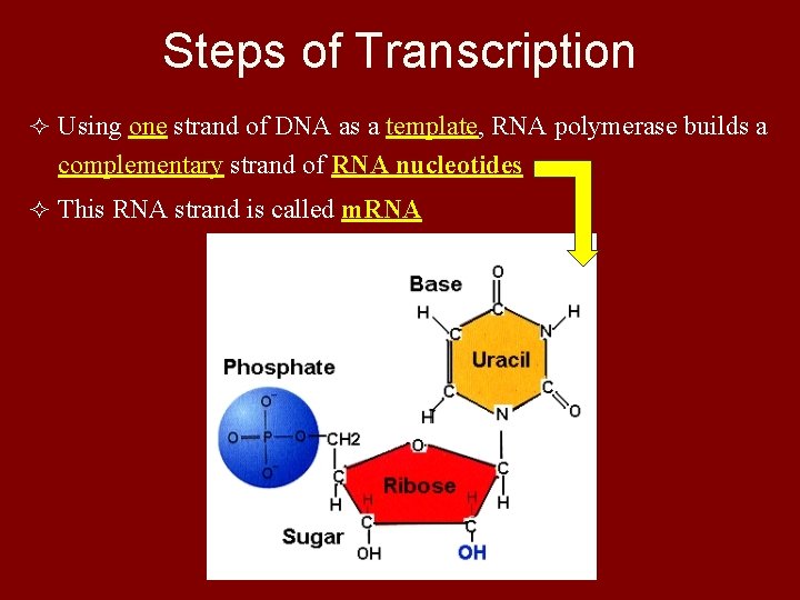 Steps of Transcription ² Using one strand of DNA as a template, RNA polymerase