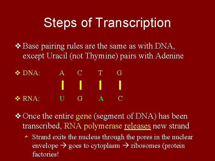 Steps of Transcription v Base pairing rules are the same as with DNA, except