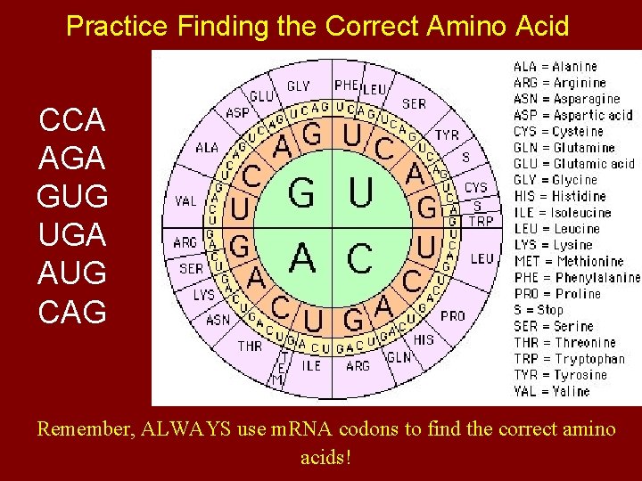 Practice Finding the Correct Amino Acid CCA AGA GUG UGA AUG CAG Remember, ALWAYS