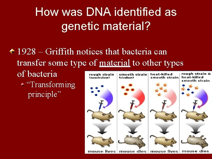 How was DNA identified as genetic material? 1928 – Griffith notices that bacteria can
