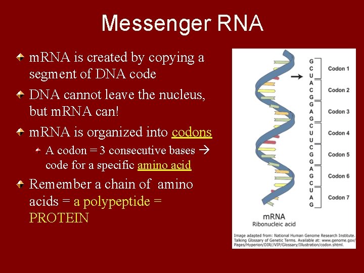Messenger RNA m. RNA is created by copying a segment of DNA code DNA