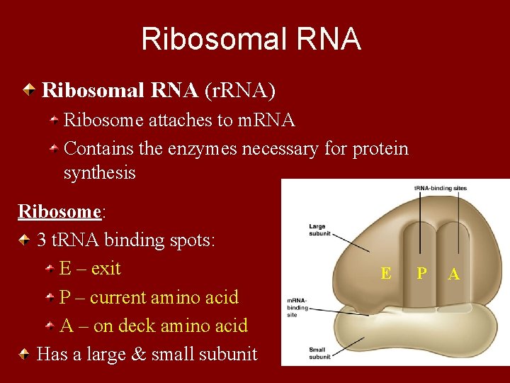 Ribosomal RNA (r. RNA) Ribosome attaches to m. RNA Contains the enzymes necessary for
