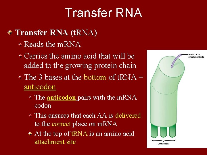 Transfer RNA (t. RNA) Reads the m. RNA Carries the amino acid that will
