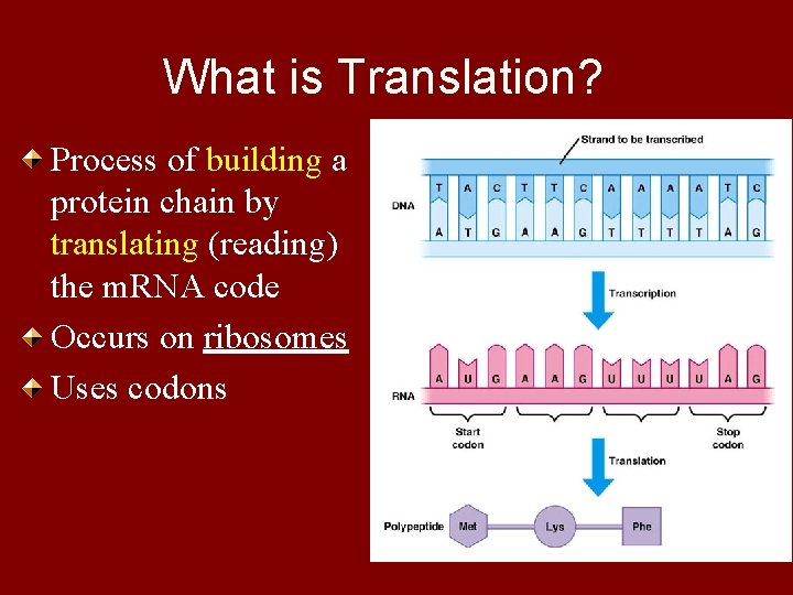 What is Translation? Process of building a protein chain by translating (reading) the m.