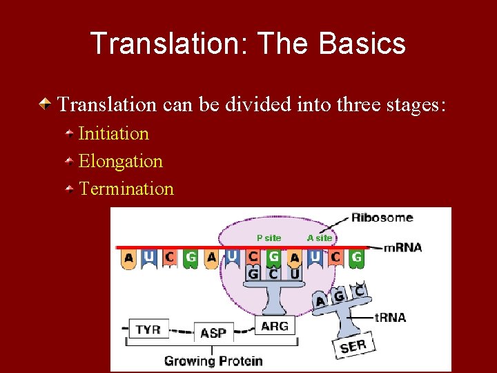 Translation: The Basics Translation can be divided into three stages: Initiation Elongation Termination 
