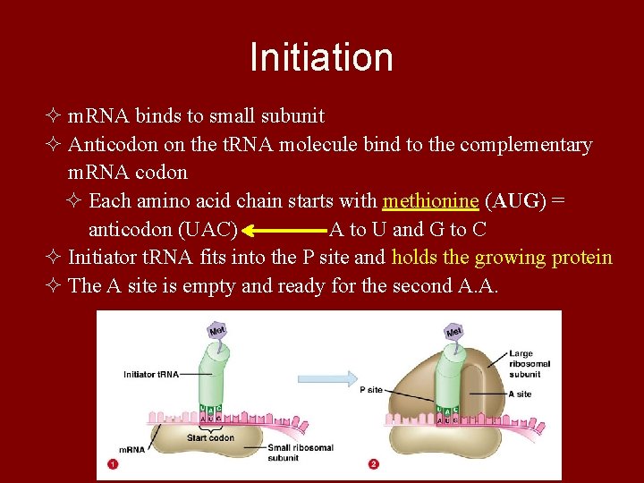 Initiation ² m. RNA binds to small subunit ² Anticodon on the t. RNA