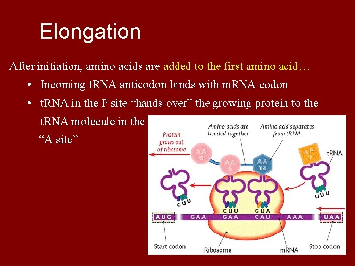 Elongation After initiation, amino acids are added to the first amino acid… • Incoming