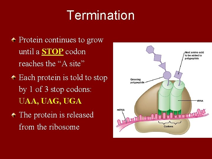 Termination Protein continues to grow until a STOP codon reaches the “A site” Each