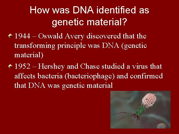 How was DNA identified as genetic material? 1944 – Oswald Avery discovered that the