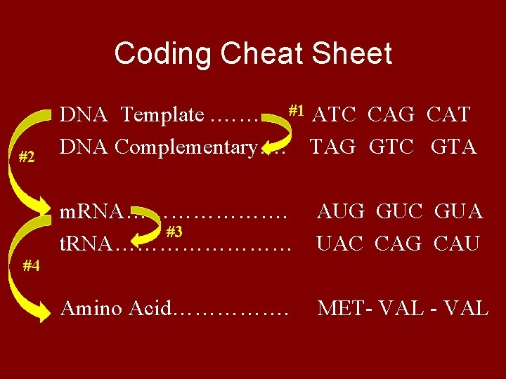 Coding Cheat Sheet #2 DNA Template. ……… #1 ATC CAG CAT DNA Complementary…. TAG