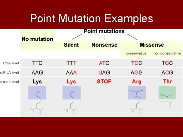 Point Mutation Examples 