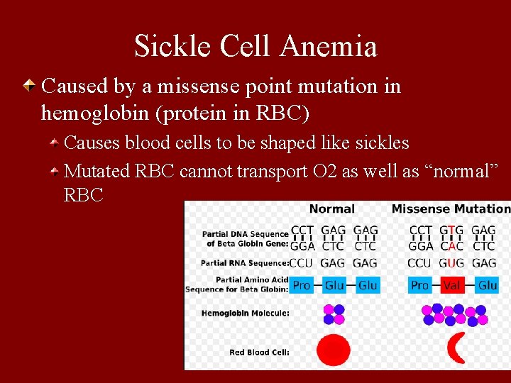 Sickle Cell Anemia Caused by a missense point mutation in hemoglobin (protein in RBC)