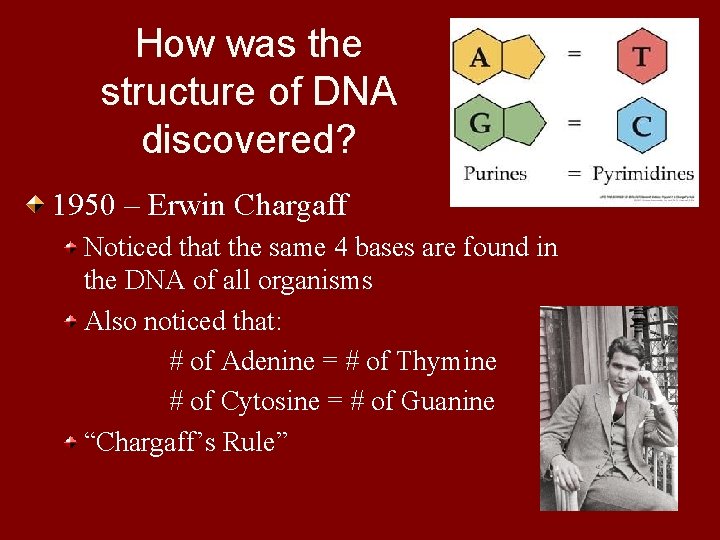 How was the structure of DNA discovered? 1950 – Erwin Chargaff Noticed that the