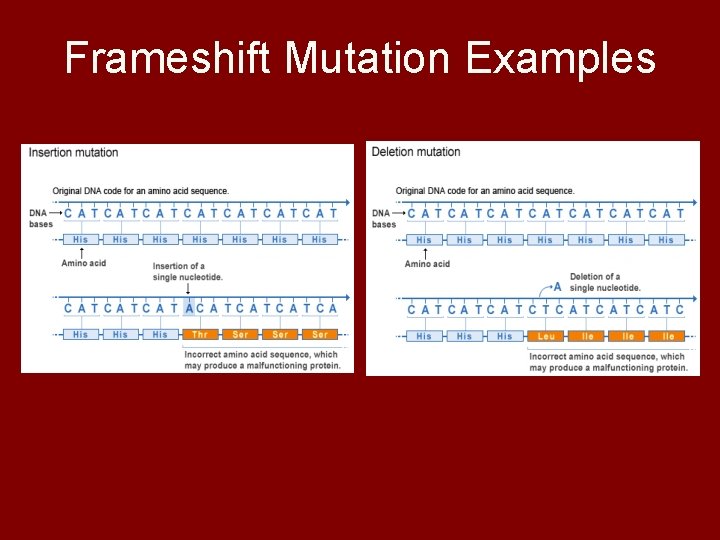 Frameshift Mutation Examples 