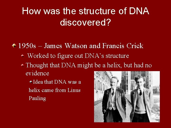 How was the structure of DNA discovered? 1950 s – James Watson and Francis