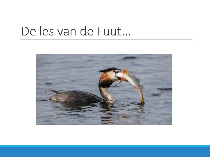 De les van de Fuut… 