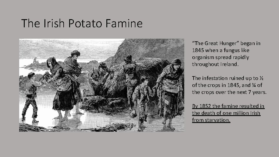 The Irish Potato Famine “The Great Hunger” began in 1845 when a fungus like