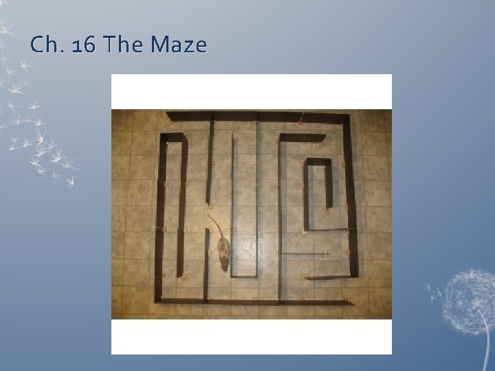Ch. 16 The Maze 