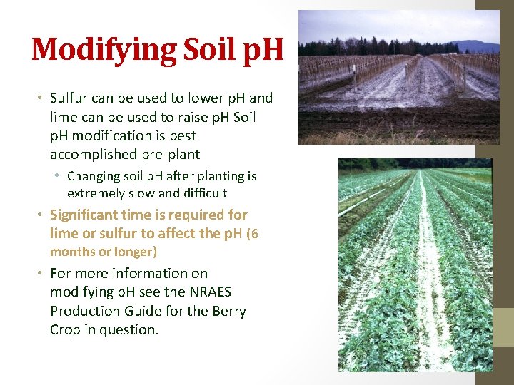 Modifying Soil p. H • Sulfur can be used to lower p. H and