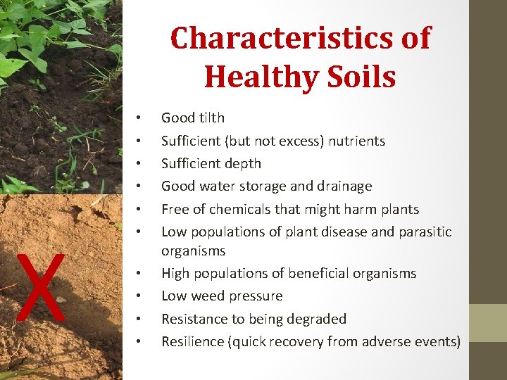 Characteristics of Healthy Soils X • • • Good tilth Sufficient (but not excess)