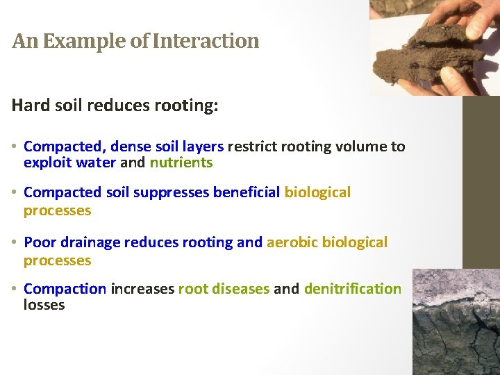 An Example of Interaction Hard soil reduces rooting: • Compacted, dense soil layers restrict
