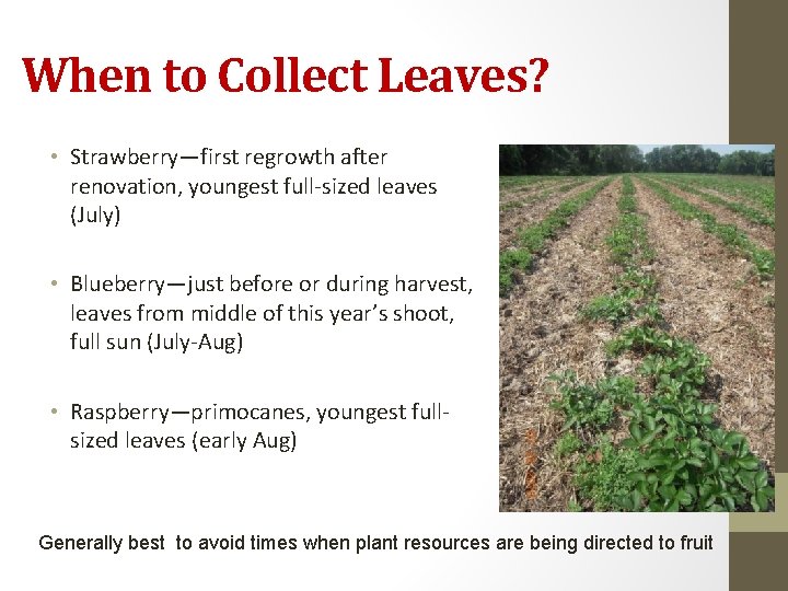 When to Collect Leaves? • Strawberry—first regrowth after renovation, youngest full-sized leaves (July) •