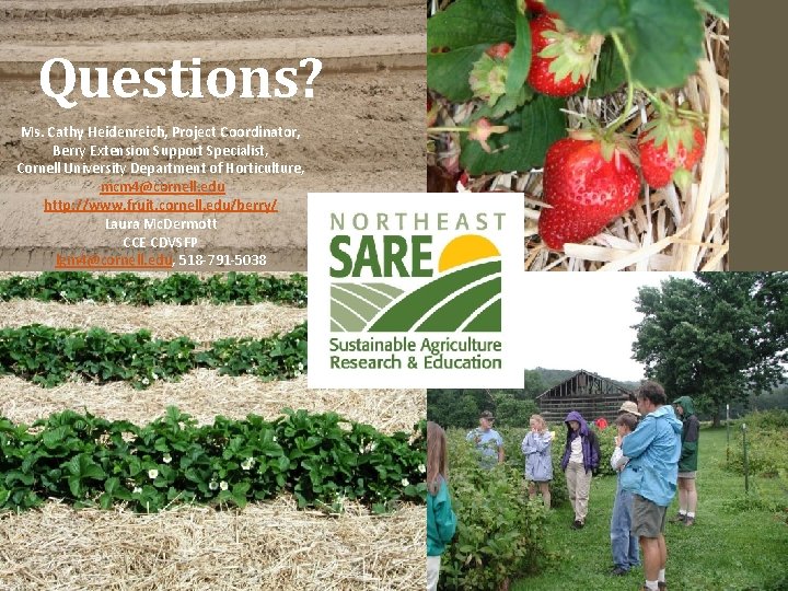 Questions? Ms. Cathy Heidenreich, Project Coordinator, Berry Extension Support Specialist, Cornell University Department of