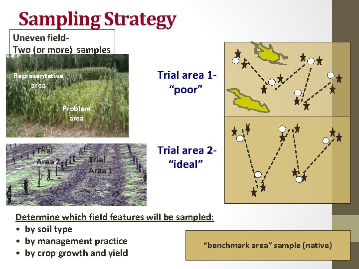 Sampling Strategy Uneven field. Two (or more) samples Trial area 1“poor” Representative area Problem
