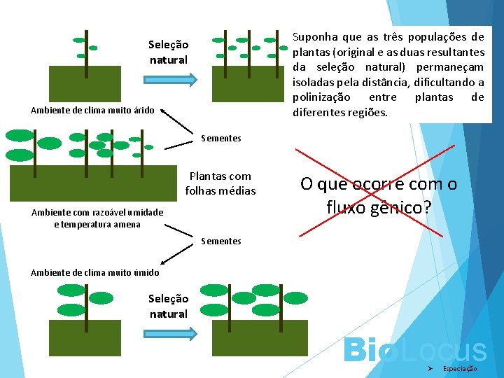 Suponha que as três populações de plantas (original e as duas resultantes da seleção