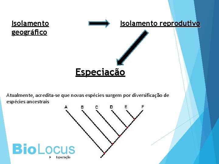 Isolamento geográfico Isolamento reprodutivo Especiação Atualmente, acredita-se que novas espécies surgem por diversificação de