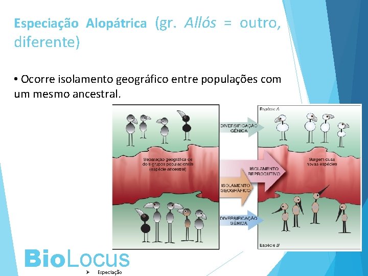 Especiação Alopátrica (gr. Allós = outro, diferente) • Ocorre isolamento geográfico entre populações com