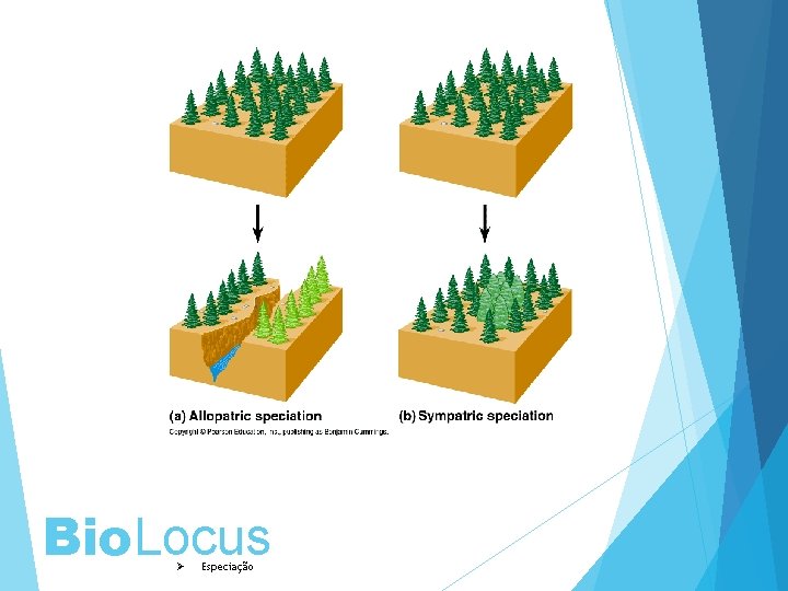 Bio. Locus Ø Especiação 