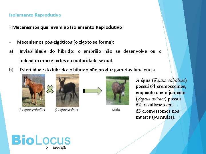 Isolamento Reprodutivo • Mecanismos que levam ao Isolamento Reprodutivo - Mecanismos pós-zigóticos (o zigoto