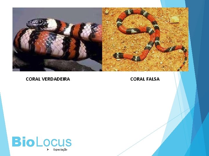 CORAL VERDADEIRA Bio. Locus Ø Especiação CORAL FALSA 