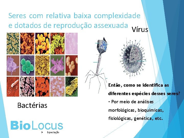 Seres com relativa baixa complexidade e dotados de reprodução assexuada Vírus Então, como se