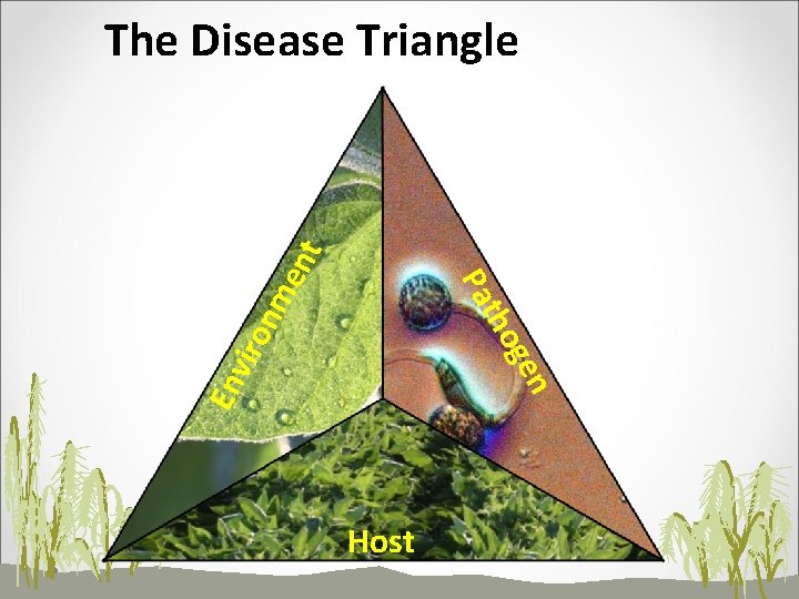 n En v ge iro tho nm Pa en t The Disease Triangle Host