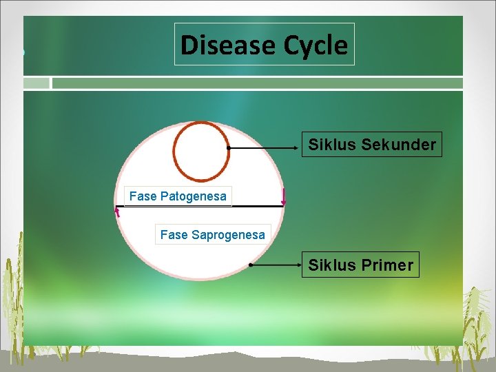 Disease Cycle Siklus Sekunder Fase Patogenesa Fase Saprogenesa Siklus Primer 