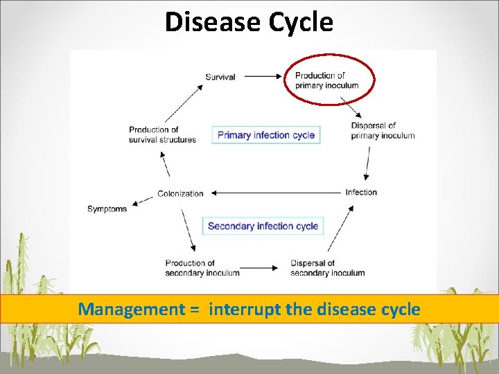 Disease Cycle Management = interrupt the disease cycle 
