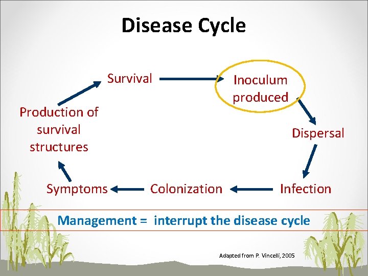 Disease Cycle Survival Inoculum produced Production of survival structures Symptoms Dispersal Colonization Infection Management