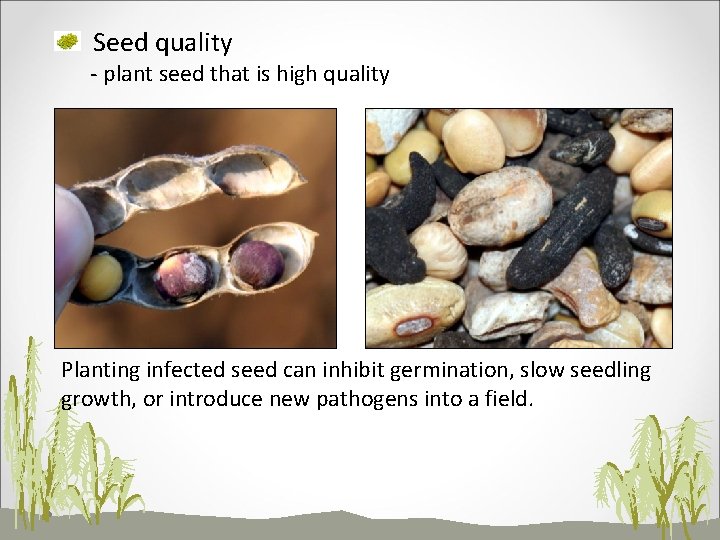 Seed quality - plant seed that is high quality Planting infected seed can inhibit