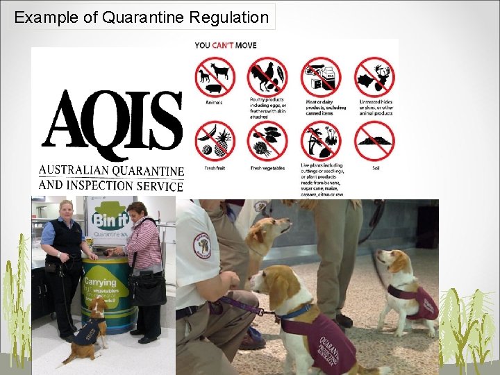 Example of Quarantine Regulation 