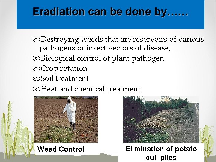 Eradiation can be done by…… Destroying weeds that are reservoirs of various pathogens or