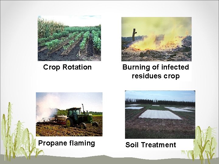 Crop Rotation Propane flaming Burning of infected residues crop Soil Treatment 